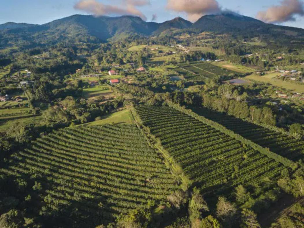 Coffee Garden Ranch Costa Rica Lägenhet Concepcion  Exteriör bild