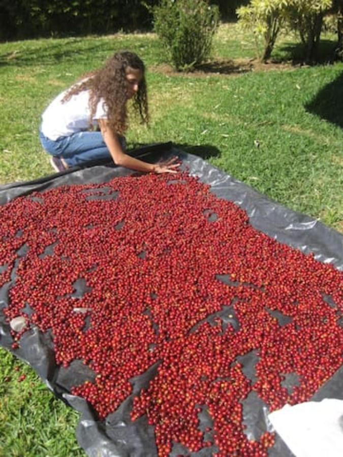 Coffee Garden Ranch Costa Rica Lägenhet Concepcion  Exteriör bild